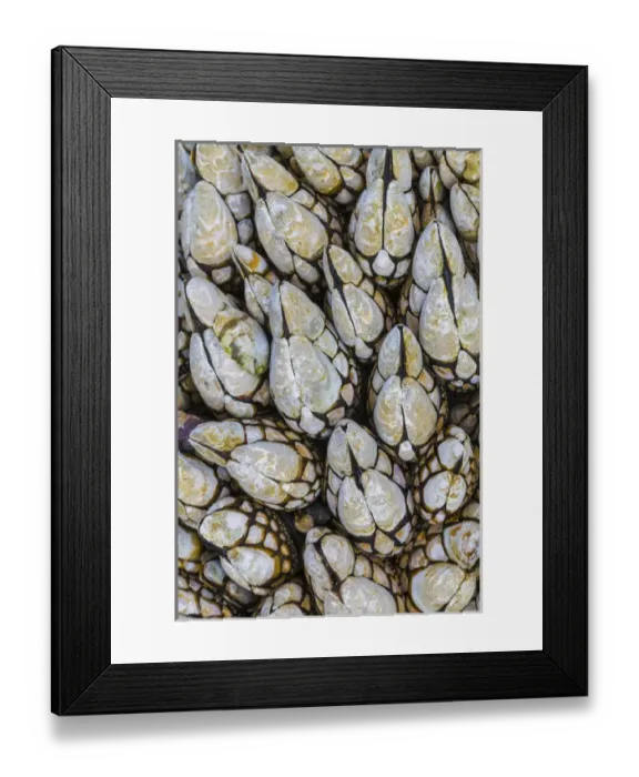 Framed Print : USA, Washington. Goose barnacles in Salt Creek Recreation Area