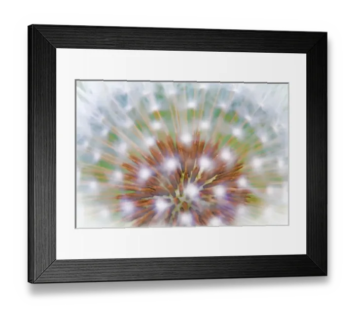 Framed Print : USA, Washington, Bainbridge Island. Abstract of dandelion seed head