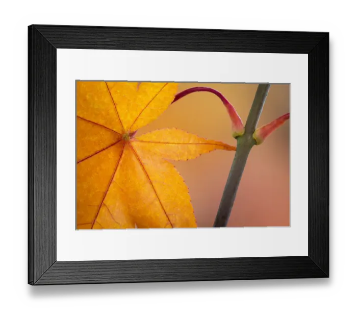 Framed Print : USA, Washington, Seabeck. Close-up of maple leaf in autumn color Framed Print : USA, Washington, Seabeck. Close-up of maple leaf in autumn color