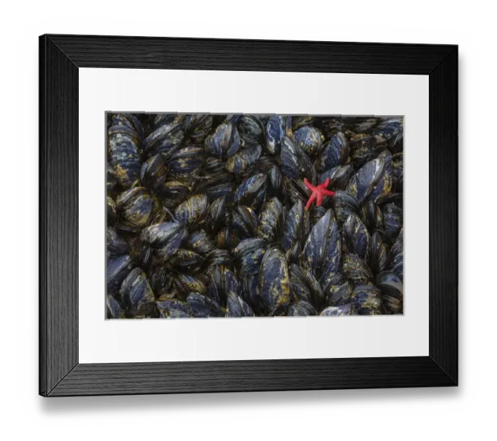 Framed Print : USA, Washington. Mussels and red sea star in Salt Creek Recreation Area. Credit as Framed Print : USA, Washington. Mussels and red sea star in Salt Creek Recreation Area. Credit as