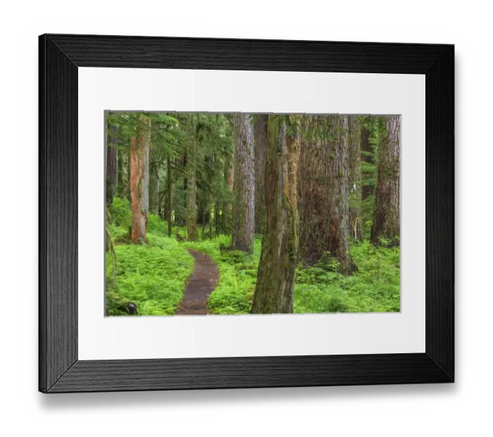Framed Print : USA, Washington, Olympic National Park. Scenic of old growth forest Framed Print : USA, Washington, Olympic National Park. Scenic of old growth forest
