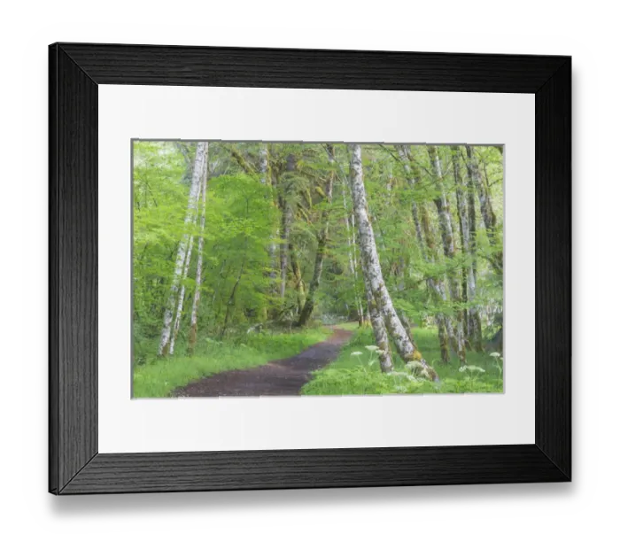 Framed Print : USA, Washington, Olympic National Park. Trail through red alder and vine maple forest Framed Print : USA, Washington, Olympic National Park. Trail through red alder and vine maple forest