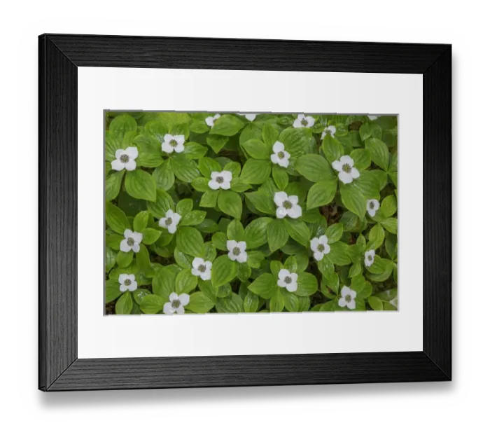 Framed Print : USA, Washington, Olympic National Park. Close-up of bunchberry with white flowers Framed Print : USA, Washington, Olympic National Park. Close-up of bunchberry with white flowers