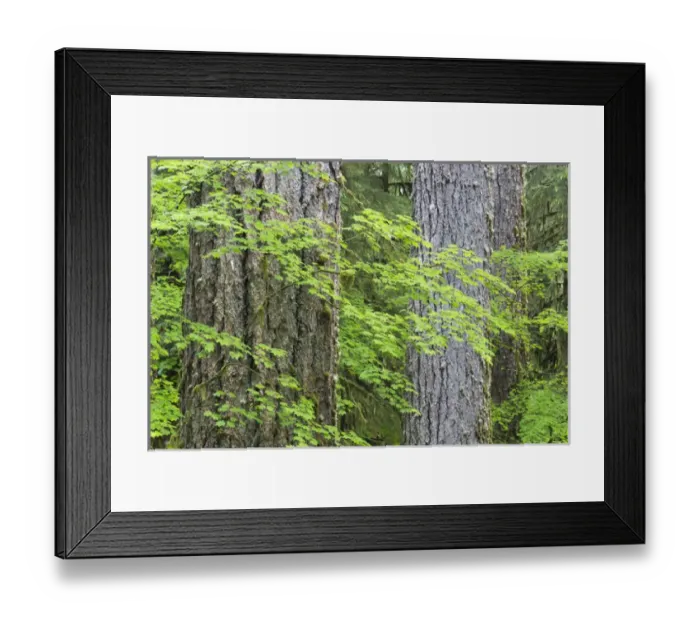 Framed Print : USA, Washington, Olympic National Park. Close-up of vine maple and Douglas fir trees Framed Print : USA, Washington, Olympic National Park. Close-up of vine maple and Douglas fir trees