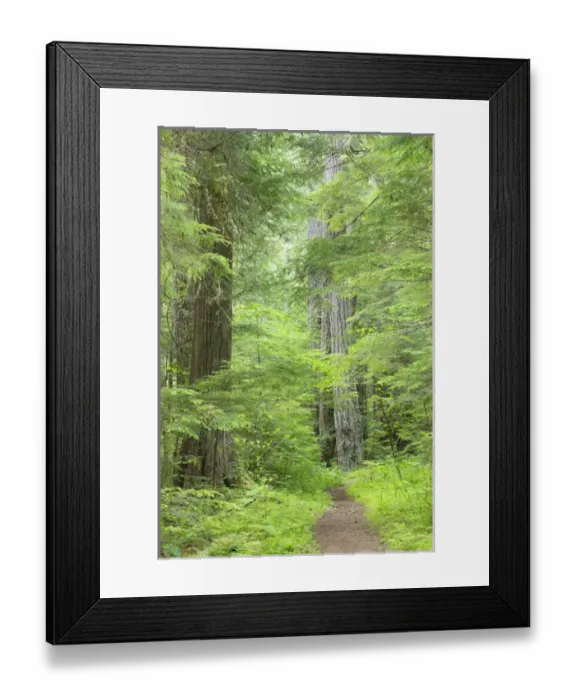 Framed Print : USA, Washington, Olympic National Forest. Scenic on Lower Big Quilcene River Trail Framed Print : USA, Washington, Olympic National Forest. Scenic on Lower Big Quilcene River Trail