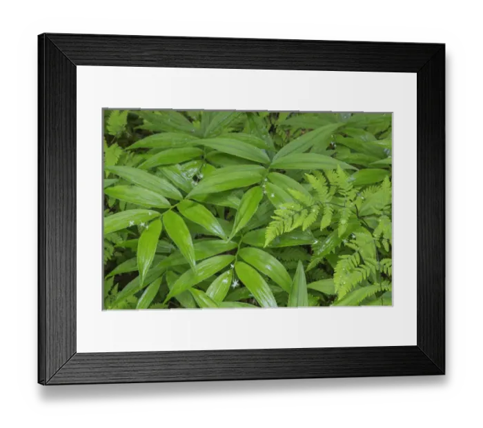 Framed Print : USA, Washington, Olympic National Park. Close-up of star-flowered false Solomons seal Framed Print : USA, Washington, Olympic National Park. Close-up of star-flowered false Solomons seal