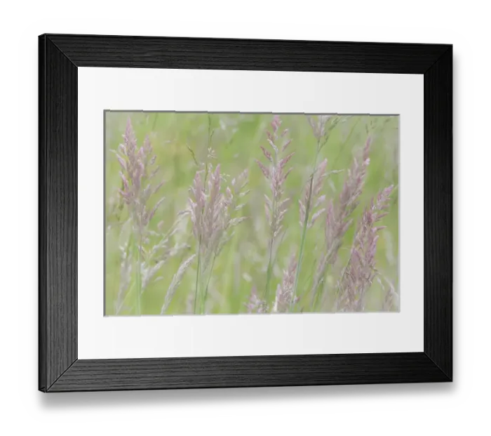 Framed Print : USA, Washington, Seabeck. Grasses in motion Framed Print : USA, Washington, Seabeck. Grasses in motion