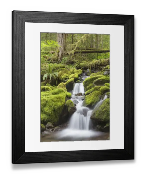 Framed Print : USA, Washington, Olympic National Park. Small stream in forest