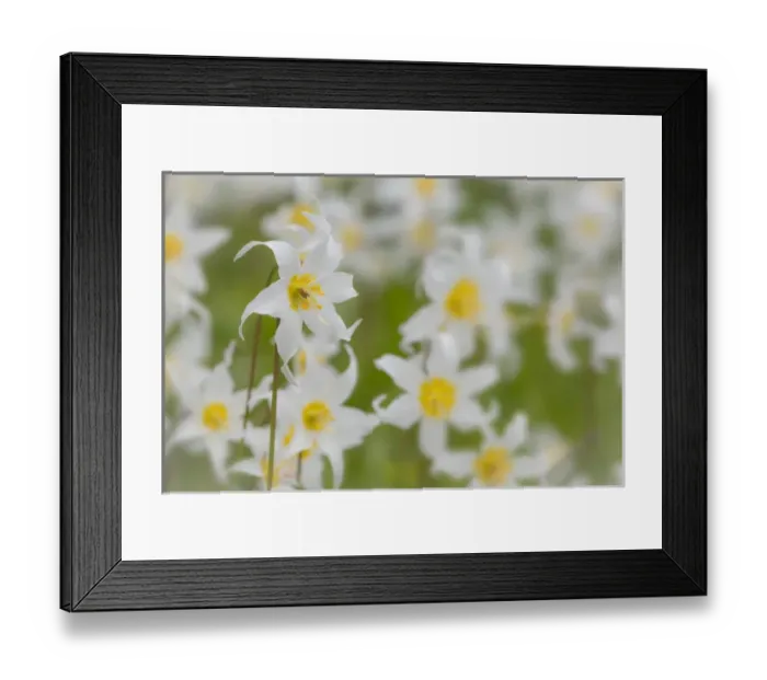 Framed Print : USA, Washington, Mount Rainier National Park. Close-up of avalanche lilies. Credit as Framed Print : USA, Washington, Mount Rainier National Park. Close-up of avalanche lilies. Credit as