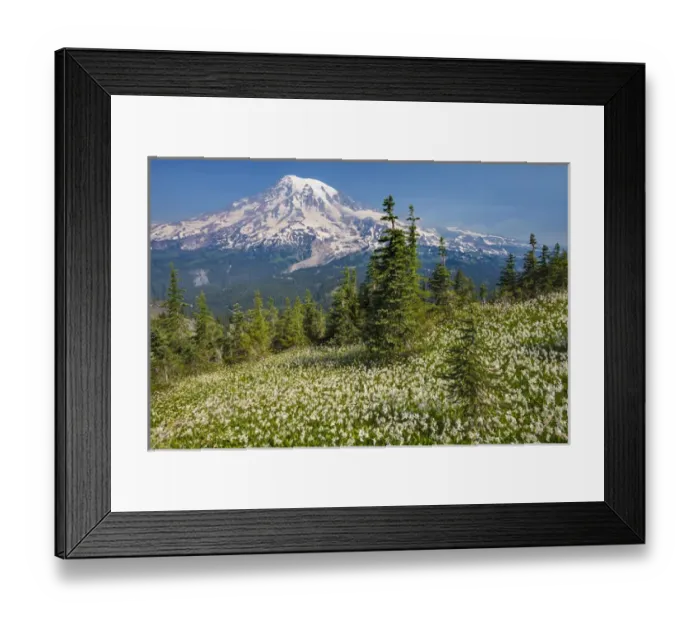 Framed Print : USA, Washington, Mount Rainier National Park. Avalanche lilies and Mount Rainier Framed Print : USA, Washington, Mount Rainier National Park. Avalanche lilies and Mount Rainier