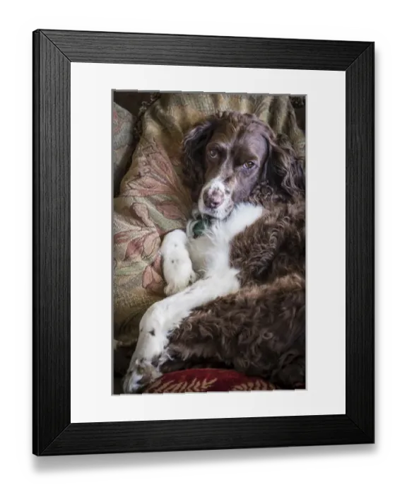 Framed Print : USA, Washington. English springer spaniel on couch Framed Print : USA, Washington. English springer spaniel on couch