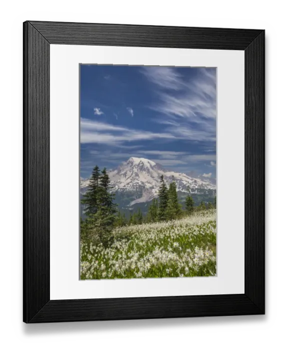 Framed Print : USA, Washington, Mount Rainier National Park. Avalanche lilies and Mount Rainier Framed Print : USA, Washington, Mount Rainier National Park. Avalanche lilies and Mount Rainier