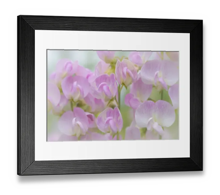 Framed Print : USA, Washington, Seabeck. Detail of sweet pea blossoms Framed Print : USA, Washington, Seabeck. Detail of sweet pea blossoms