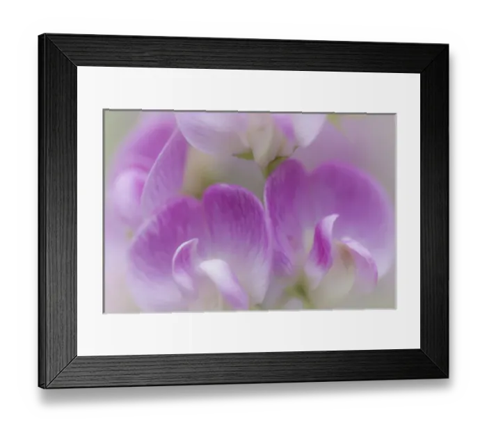 Framed Print : USA, Washington, Seabeck. Detail of sweet pea blossoms