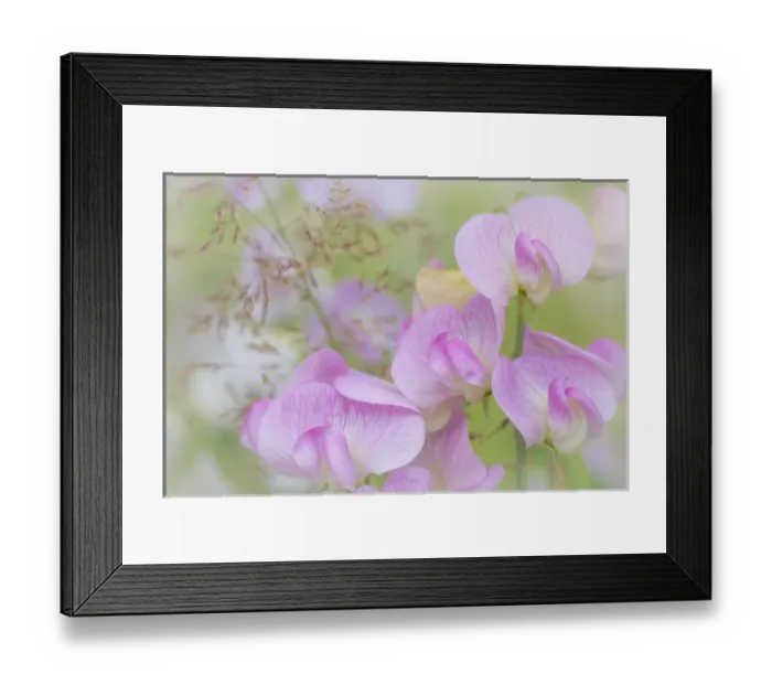 Framed Print : USA, Washington, Seabeck. Detail of sweet pea blossoms Framed Print : USA, Washington, Seabeck. Detail of sweet pea blossoms