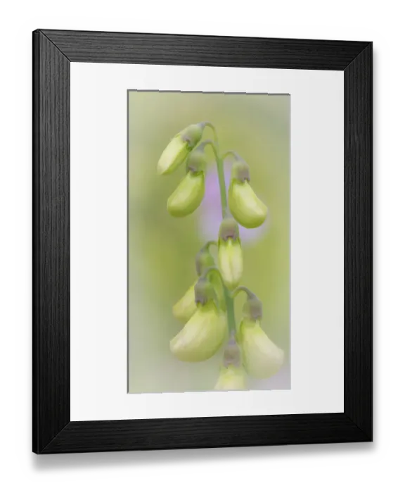 Framed Print : USA, Washington, Seabeck. Close-up of sweet pea buds Framed Print : USA, Washington, Seabeck. Close-up of sweet pea buds