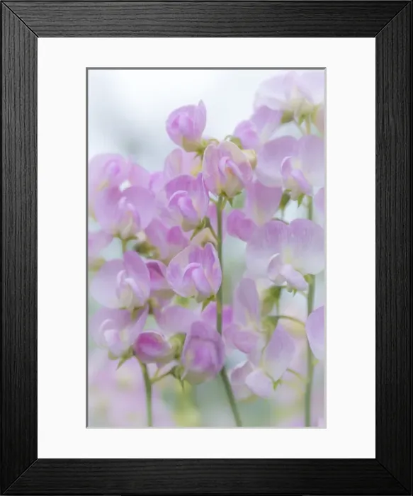 Framed Print : USA, Washington, Seabeck. Sweet pea blossoms Framed Print : USA, Washington, Seabeck. Sweet pea blossoms