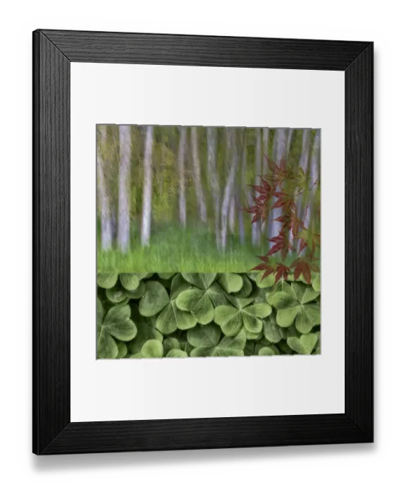 Framed Print : USA, Washington. Collage of alder trees and oxalis Framed Print : USA, Washington. Collage of alder trees and oxalis