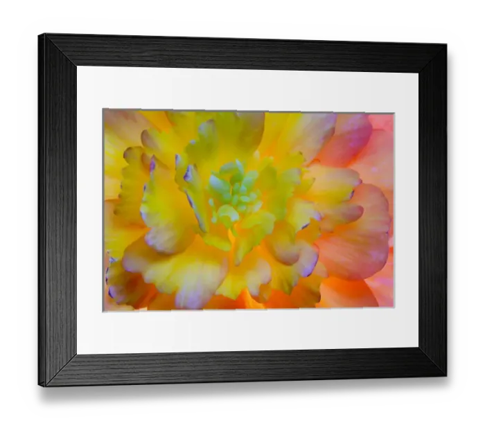 Framed Print : USA, Washington, Seabeck. A back-lit, glowing begonia blossom Framed Print : USA, Washington, Seabeck. A back-lit, glowing begonia blossom