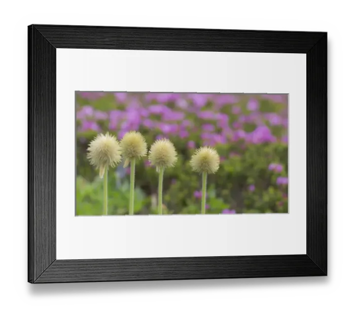 Framed Print : USA, Washington, Mount Rainier National Park. Close-up of western pasque flower seed heads Framed Print : USA, Washington, Mount Rainier National Park. Close-up of western pasque flower seed heads