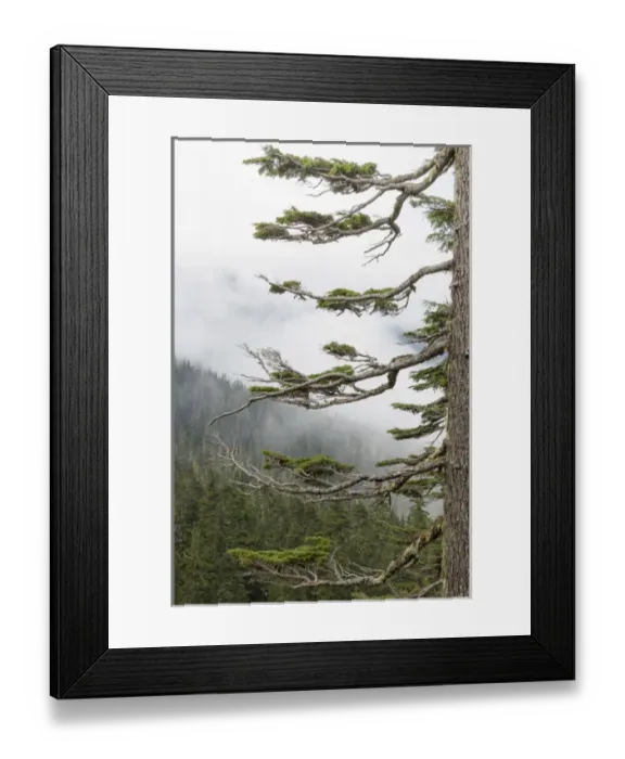 Framed Print : USA, Washington, Mount Rainier National Park