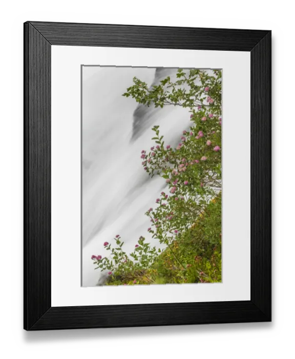 Framed Print : USA, Washington, Mount Rainier National Park. Wildflowers and waterfall in Paradise Creek Framed Print : USA, Washington, Mount Rainier National Park. Wildflowers and waterfall in Paradise Creek