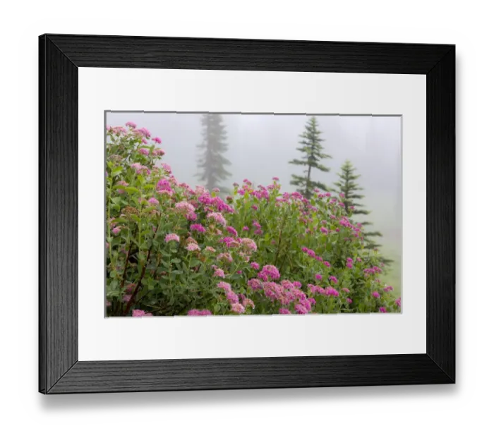 Framed Print : USA, Washington, Mount Rainier National Park. Close-up of wildflowers. Credit as Framed Print : USA, Washington, Mount Rainier National Park. Close-up of wildflowers. Credit as