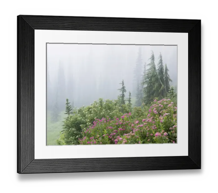 Framed Print : USA, Washington, Mount Rainier National Park. Wildflowers in misty forest. Credit as Framed Print : USA, Washington, Mount Rainier National Park. Wildflowers in misty forest. Credit as