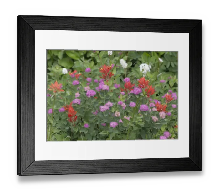 Framed Print : USA, Washington, Mount Rainier National Park. Close-up of wildflowers. Credit as Framed Print : USA, Washington, Mount Rainier National Park. Close-up of wildflowers. Credit as