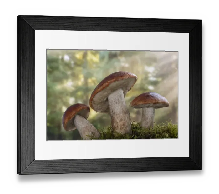 Framed Print : USA, Washington, Seabeck. Leccinum insigne, mushroom, Pacific Northwest, Seabeck Framed Print : USA, Washington, Seabeck. Leccinum insigne, mushroom, Pacific Northwest, Seabeck