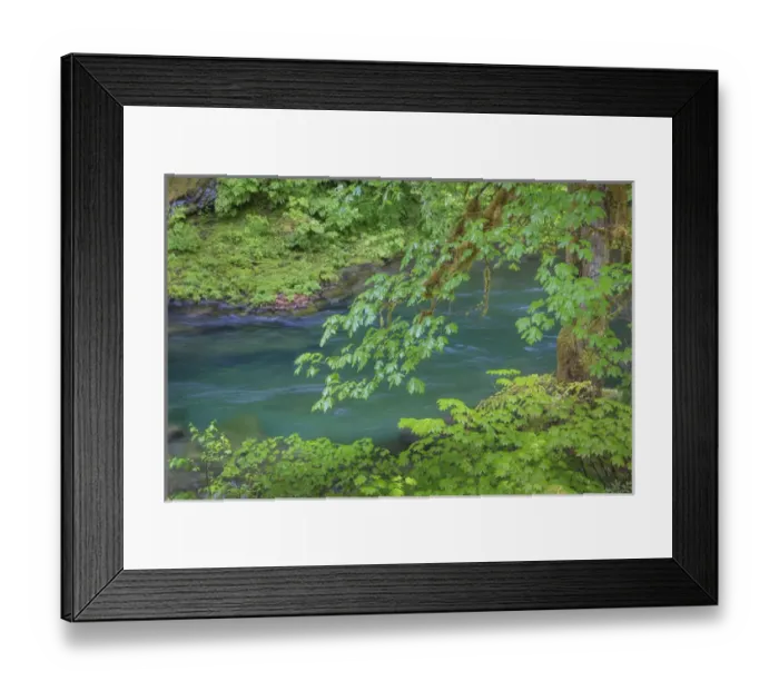 Framed Print : USA, Washington, Olympic National Park. Sol Duc River scenic