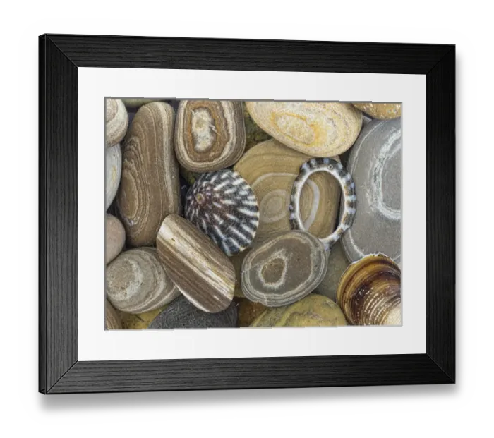 Framed Print : USA, Washington, Seabeck. Close-up of beach stones and shells Framed Print : USA, Washington, Seabeck. Close-up of beach stones and shells