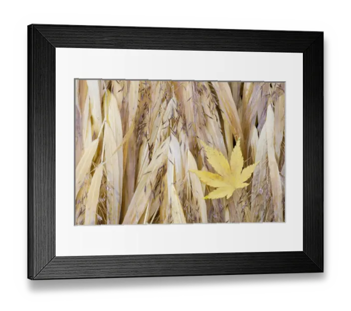 Framed Print : USA, Washington, Seabeck. Maple leaf on Japanese forest grass in late autumn. Credit as Framed Print : USA, Washington, Seabeck. Maple leaf on Japanese forest grass in late autumn. Credit as