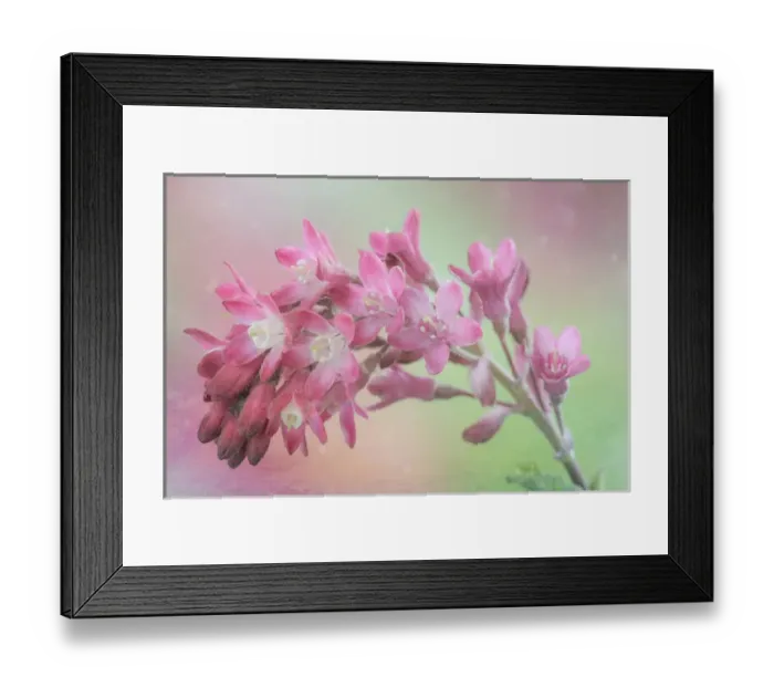 Framed Print : USA, Washington. Red-flowering currant blooms close-up Framed Print : USA, Washington. Red-flowering currant blooms close-up