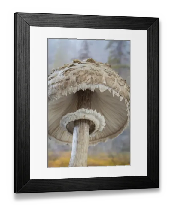 Framed Print : USA, Washington, Seabeck. Close-up underside of shaggy parasol mushroom. Credit as Framed Print : USA, Washington, Seabeck. Close-up underside of shaggy parasol mushroom. Credit as