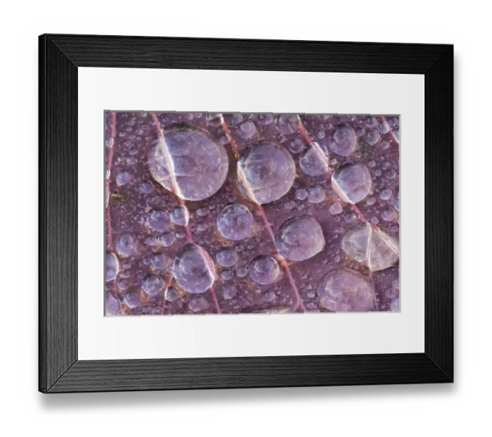 Framed Print : USA, Washington, Seabeck. Detail of dew drops on a leaf Framed Print : USA, Washington, Seabeck. Detail of dew drops on a leaf