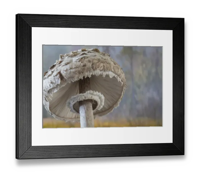 Framed Print : USA, Washington, Seabeck. Close-up underside of shaggy parasol mushroom. Credit as Framed Print : USA, Washington, Seabeck. Close-up underside of shaggy parasol mushroom. Credit as