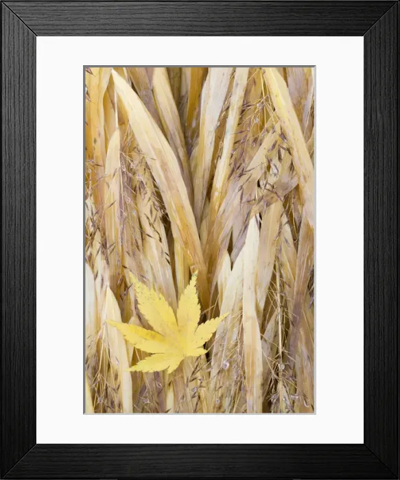 Framed Print : USA, Washington, Seabeck. Maple leaf on Japanese forest grass in late autumn. Credit as
