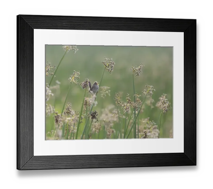 Framed Print : USA, Washington, Ridgefield National Wildlife Refuge. Marsh wren singing on reed Framed Print : USA, Washington, Ridgefield National Wildlife Refuge. Marsh wren singing on reed