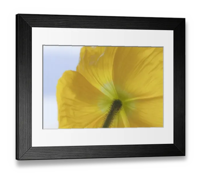Framed Print : USA, Washington, Seabeck. Underside of poppy flower