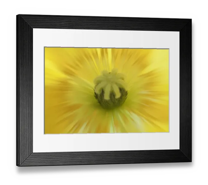 Framed Print : USA, Washington, Seabeck. Abstract close-up inside poppy flower Framed Print : USA, Washington, Seabeck. Abstract close-up inside poppy flower
