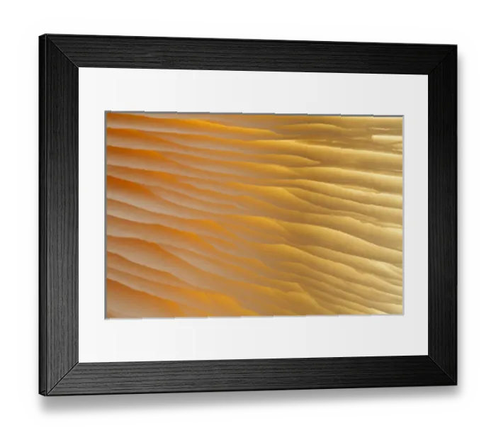 Framed Print : USA, Washington, Seabeck. Abstract of mushroom plant Framed Print : USA, Washington, Seabeck. Abstract of mushroom plant