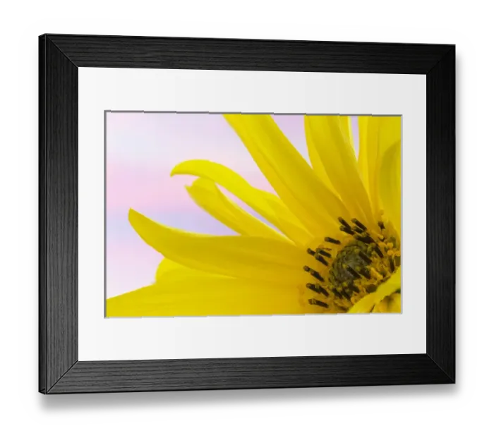 Framed Print : USA, Washington. Detail of sunflower blossom Framed Print : USA, Washington. Detail of sunflower blossom