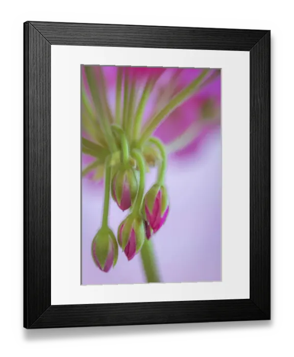 Framed Print : USA, Washington. Geranium buds close-up. Credit as: Don Paulson / Jaynes Gallery / DanitaDelimont Framed Print : USA, Washington. Geranium buds close-up. Credit as: Don Paulson / Jaynes Gallery / DanitaDelimont