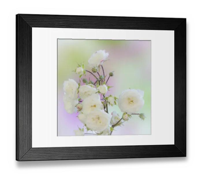Framed Print : USA, Washington. Close-up of peace roses. Credit as: Don Paulson / Jaynes Gallery / DanitaDelimont Framed Print : USA, Washington. Close-up of peace roses. Credit as: Don Paulson / Jaynes Gallery / DanitaDelimont