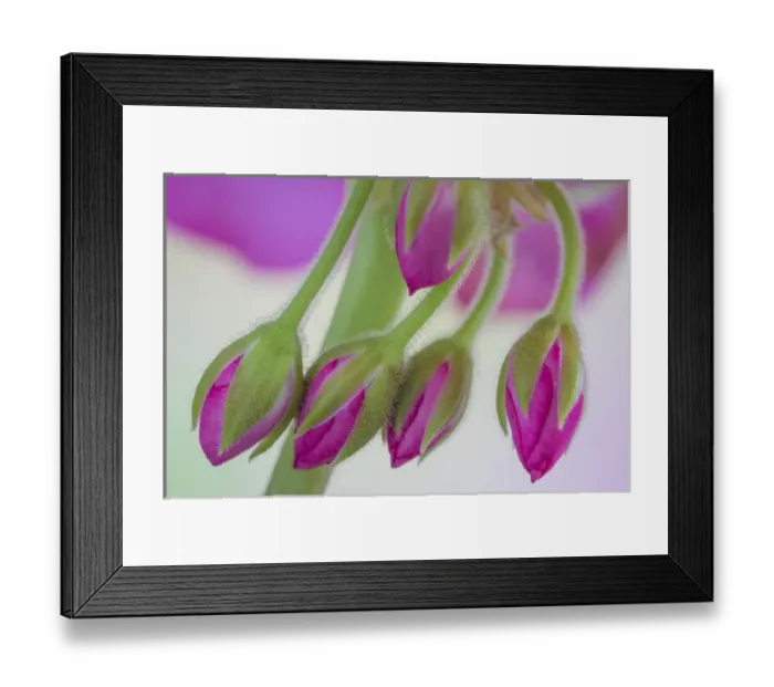 Framed Print : USA, Washington. Geranium buds close-up. Credit as: Don Paulson / Jaynes Gallery / DanitaDelimont Framed Print : USA, Washington. Geranium buds close-up. Credit as: Don Paulson / Jaynes Gallery / DanitaDelimont