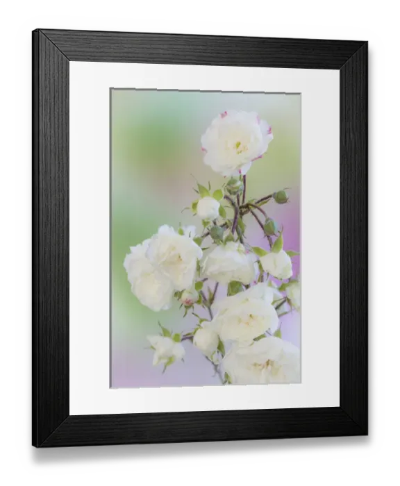 Framed Print : USA, Washington. Close-up of peace roses. Credit as: Don Paulson / Jaynes Gallery / DanitaDelimont Framed Print : USA, Washington. Close-up of peace roses. Credit as: Don Paulson / Jaynes Gallery / DanitaDelimont