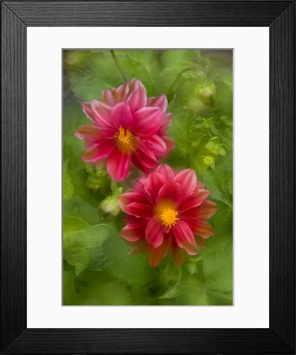 Framed Print : USA, Washington, Whidbey Island. Dahlia montage Framed Print : USA, Washington, Whidbey Island. Dahlia montage