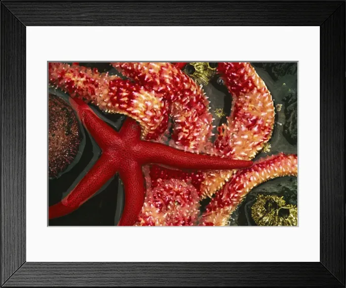 Framed Print : USA, Washington, Tongue Point. Blood star and rainbow star in tide pool. Credit as Framed Print : USA, Washington, Tongue Point. Blood star and rainbow star in tide pool. Credit as