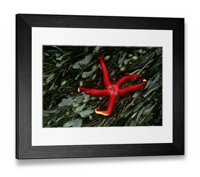 Framed Print : USA, Washington, Tongue Point. Blood star and kelp in tide pool Framed Print : USA, Washington, Tongue Point. Blood star and kelp in tide pool